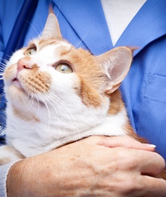 Veterinarian