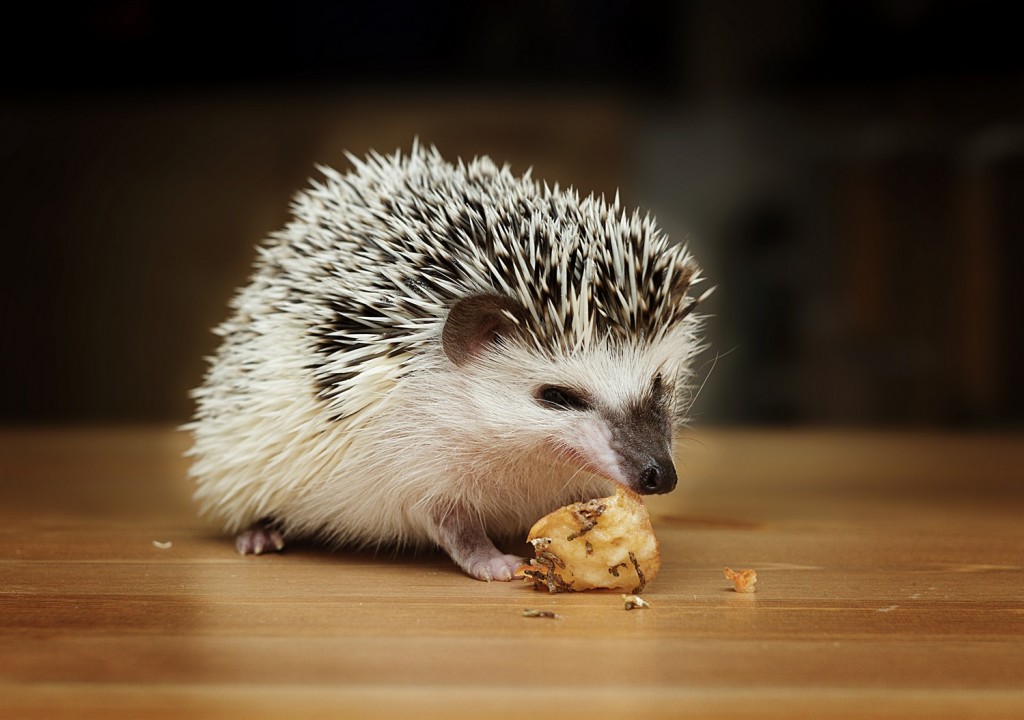 Reptiles - Veterinarian and Animal Hospital in Minster, OH