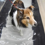 aquapaws-024-v2_full moe 2